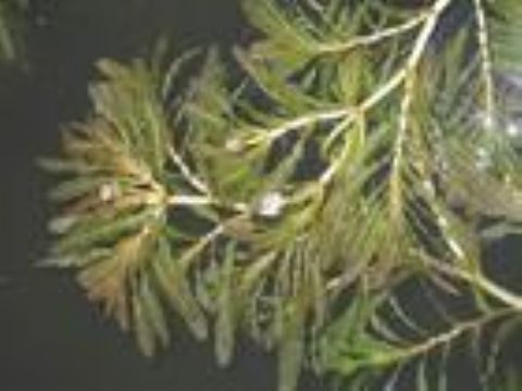  Allium Nutans  L Saponin 